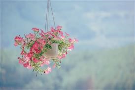 &quot;Cheap Flower Delivery in San Antonio